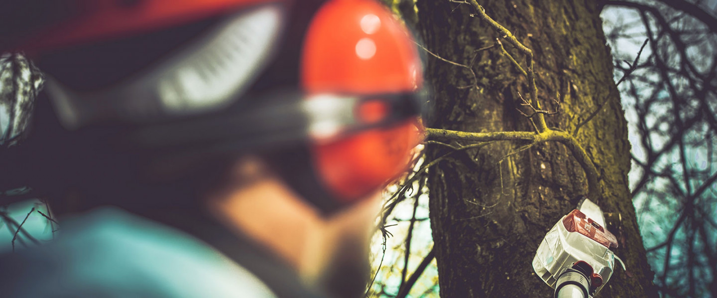 tree removal services mooresville nc